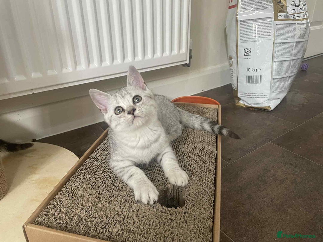 British Shorthair cats for sale: Silver spotted British Shorthair kittens  - Image 14
