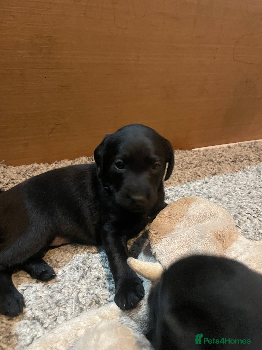Labrador Retriever dogs for sale: Black Labrador puppies - Advert 8
