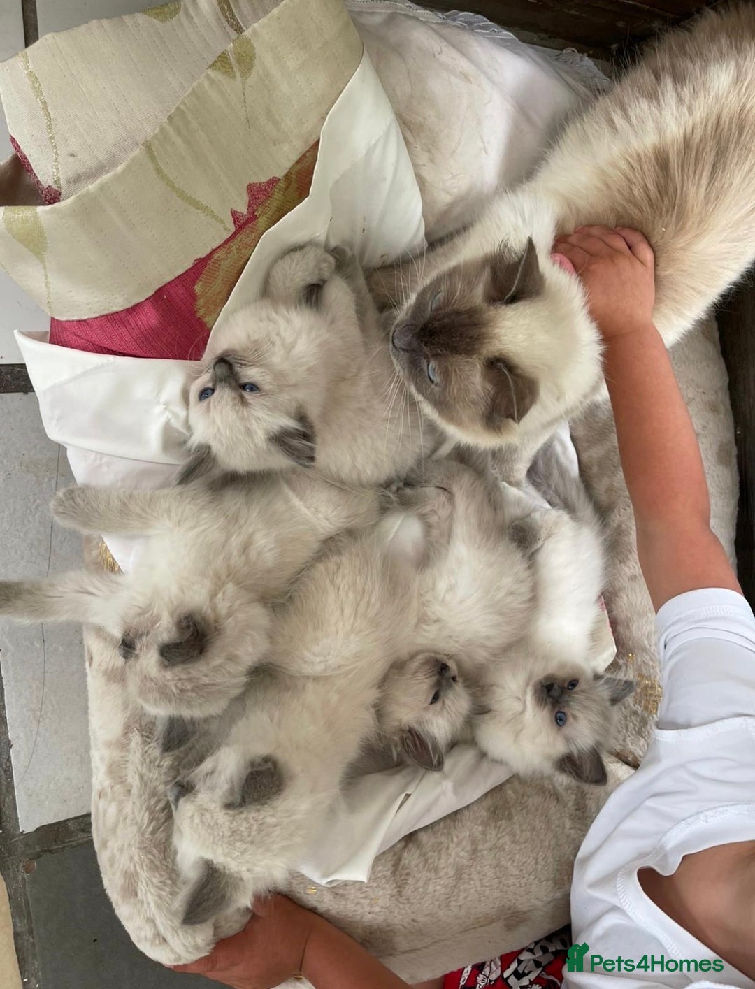Ragdoll cats for sale: GCCF SEALPOINT RAGDOLL KITTENS - Image 25