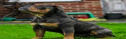 Olde English Bulldogge dogs for stud: 🏆SPIKE🏆 NEBBR Champion Olde English Bulldog - Advert 4
