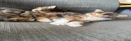 British Longhair cats for sale: 3 Stunning British long hair females - Advert 4