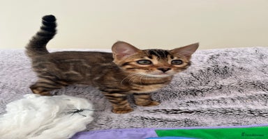 Bengal cats - Advert 3