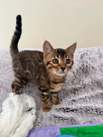 Bengal cats - Advert 3