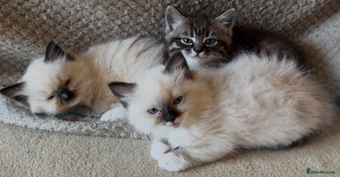 Ragdoll cats - Advert 1