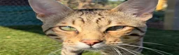 Savannah cats for sale: F5 SBT SNOW & BST SAVANNAHS KITTENS - Advert 12
