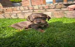 Miniature Dachshund dogs for sale: Mini daschund/ choc /tan girl - Image 4