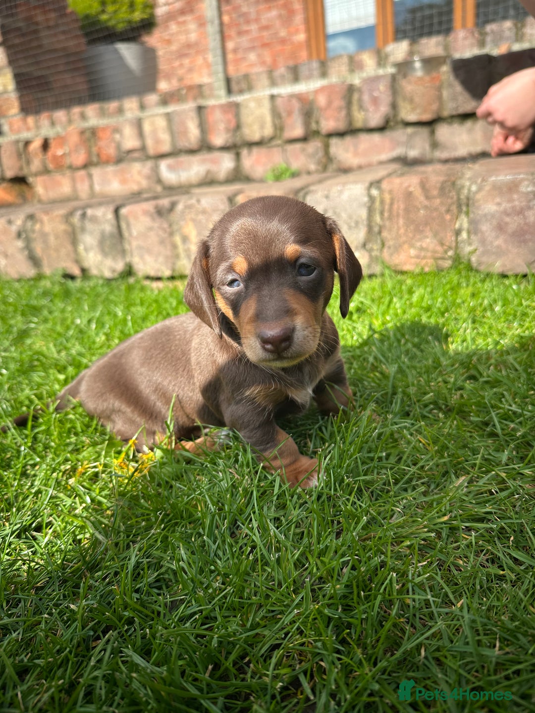 Miniature Dachshund dogs for sale: Mini daschund/ choc /tan girl - Image 4