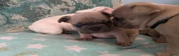 French Bulldog dogs for sale: Stunning Litter of French Bulldog Puppies - Advert 1