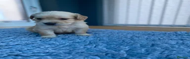 Golden Retriever 3