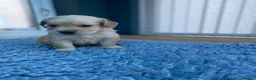 Golden Retriever dogs for sale: KC REGISTERED ®️ 5 STAR ⭐️ GOLDEN RETRIEVER 🐶  - Advert 3