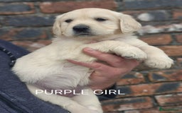 Golden Retriever dogs for sale: KC GOLDEN RETRIEVER PUPPIES HEALTH TESTED PARENTS  - Image 13