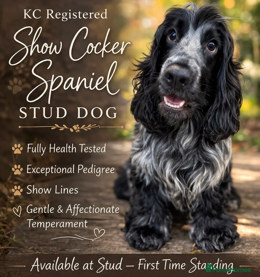 Cocker Spaniel dogs for stud: 🌟KC REGISTERED STUD DOG🌟 in Swadlincote - Advert 1