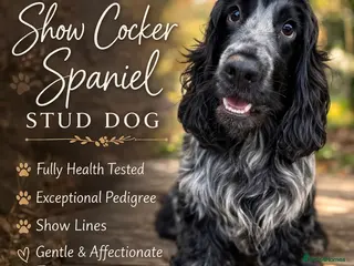 Cocker Spaniel dogs 🌟KC REGISTERED STUD DOG🌟 - Advert 3