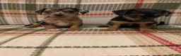 Mixed Breed dogs for sale: Dashund and Yorkshire terrier puppies - Advert 15