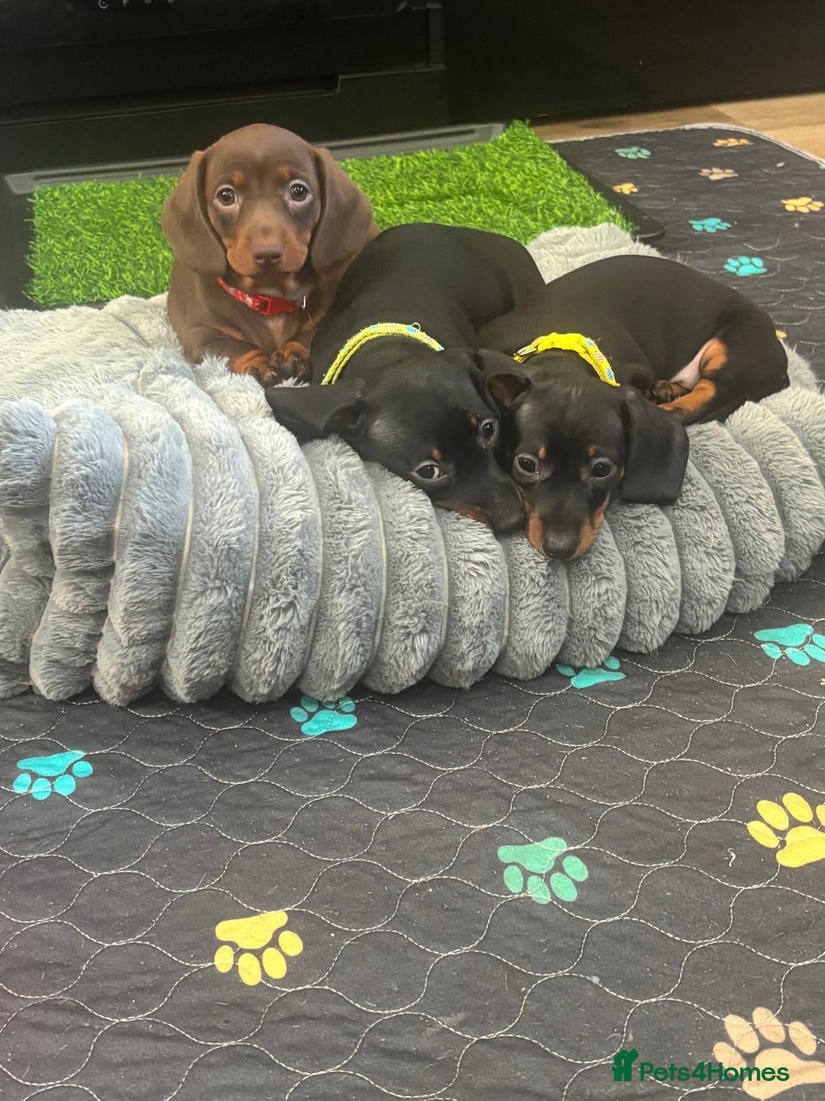 Dachshund dogs 🐾🐶Adorable Puppies- Each with unique traits!!🤎 - Advert 20