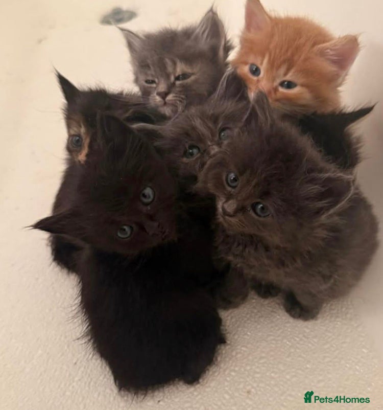 Mixed Breed cats Little kittens - Advert 4