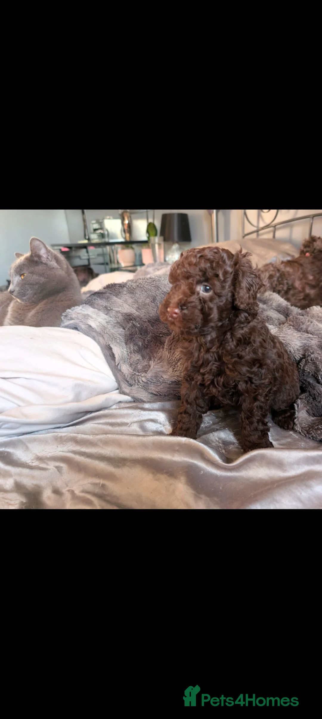 Labradoodle dogs for sale: 🐾Stunning adorable F1BB Mini Labradoodle Pups🐾  - Advert 2