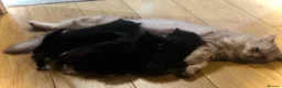 Persian cats for sale: Three little silver tipped chinchilla Persian X.  - Advert 11