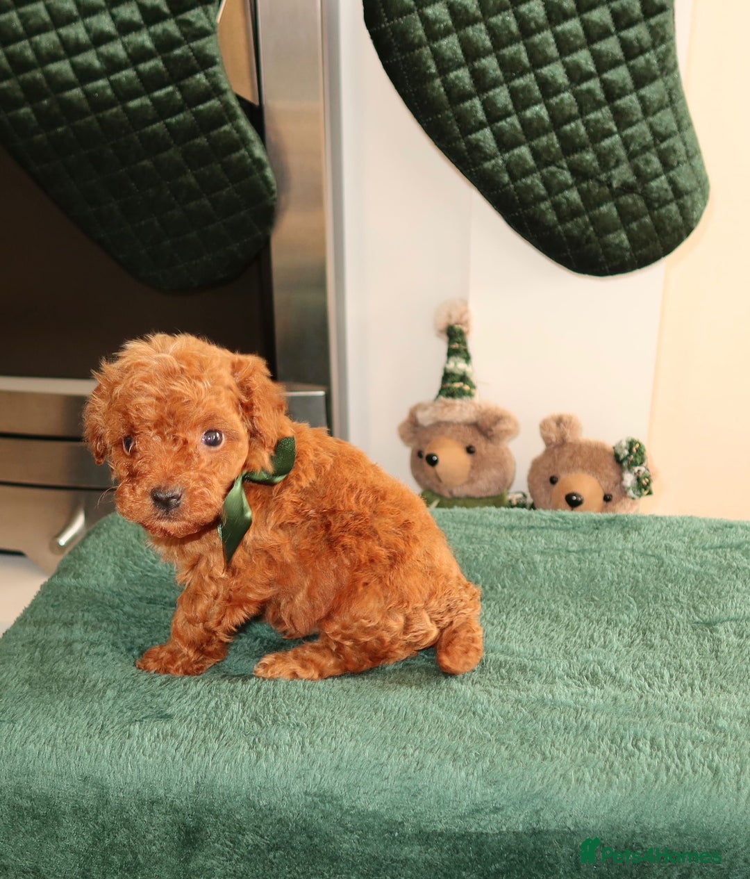 Maltipoo dogs for sale: Red Maltipoo boy 👑  - Advert 3