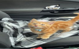 Domestic Shorthair cats for sale: Kittens  - Image 6