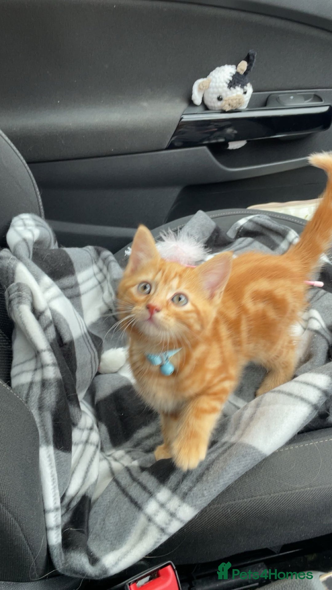 Domestic Shorthair cats for sale: Kittens  - Image 6