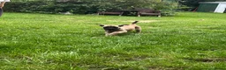 Boerboel dogs for sale: 2 gorgeous Boerboel girls ready now!! - Advert 13