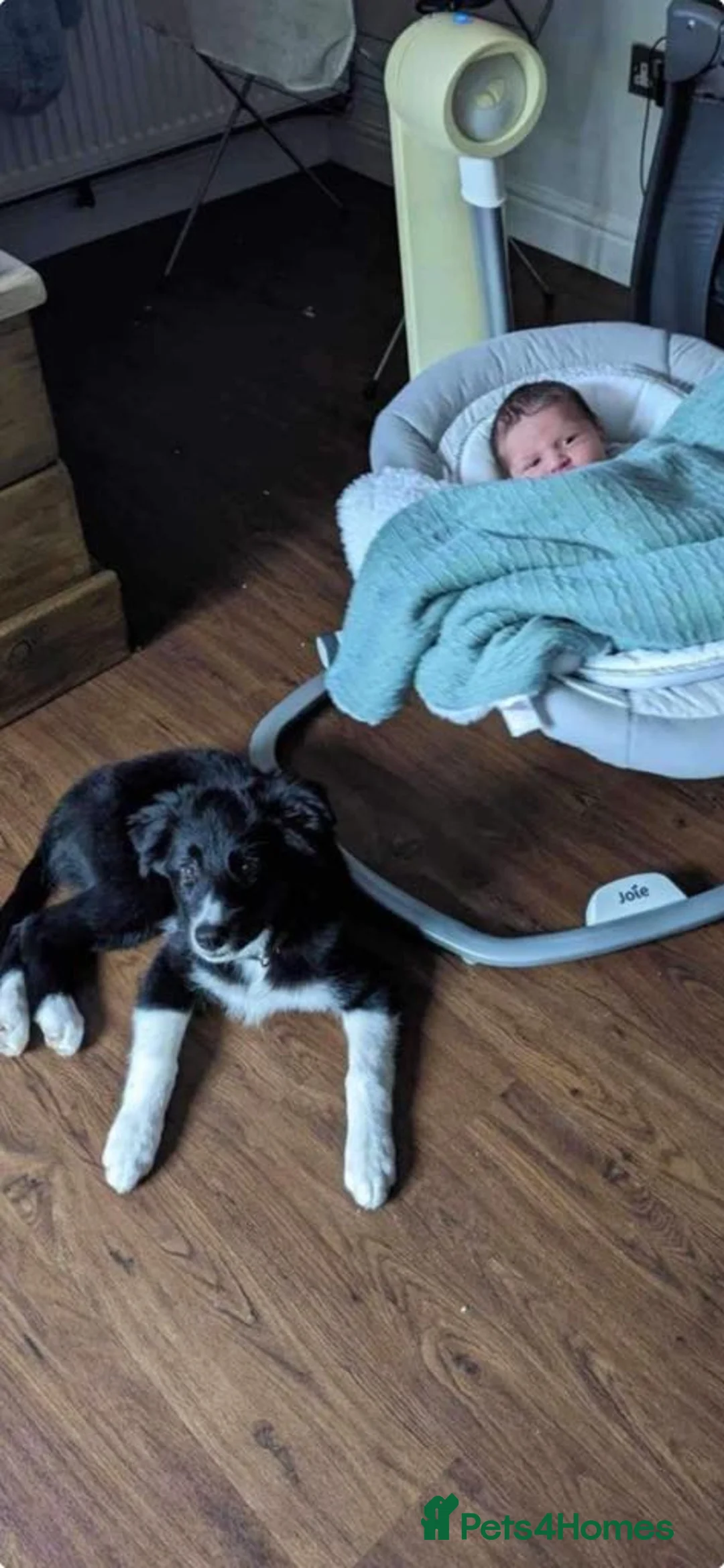 Border Collie dogs for stud: Proven pure bred tri coloured merle collie stud in Fakenham - Advert 30