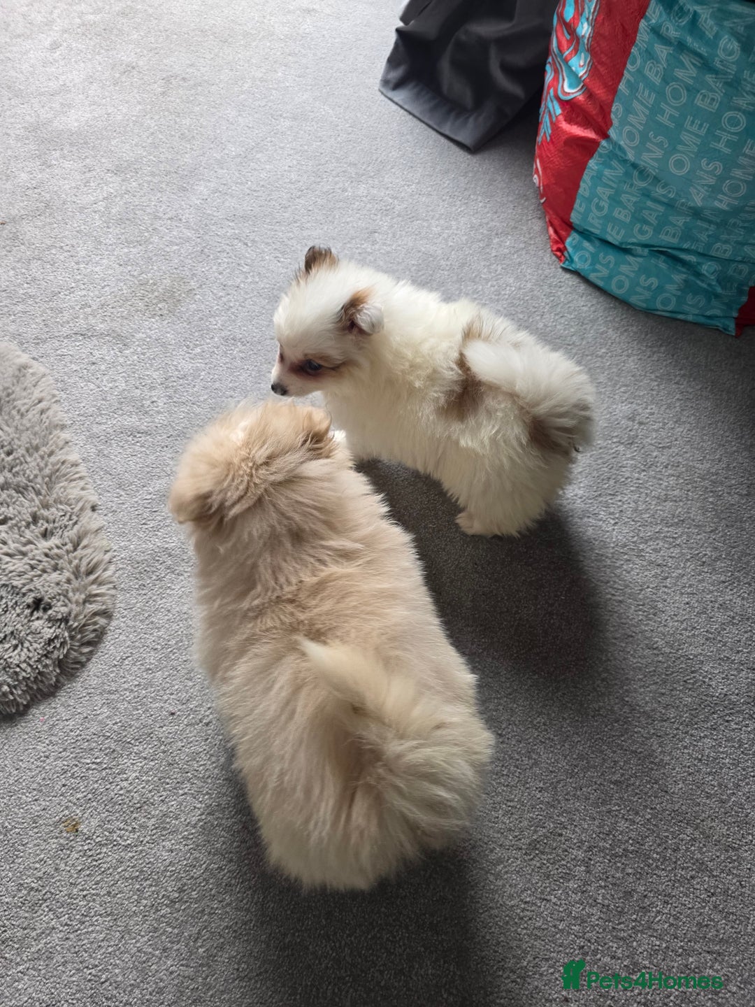 Pomeranian dogs for sale: Pomeranian puppies  - Image 11
