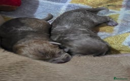 Shar Pei dogs for sale: Blue dilute shar pei boy  - Image 5
