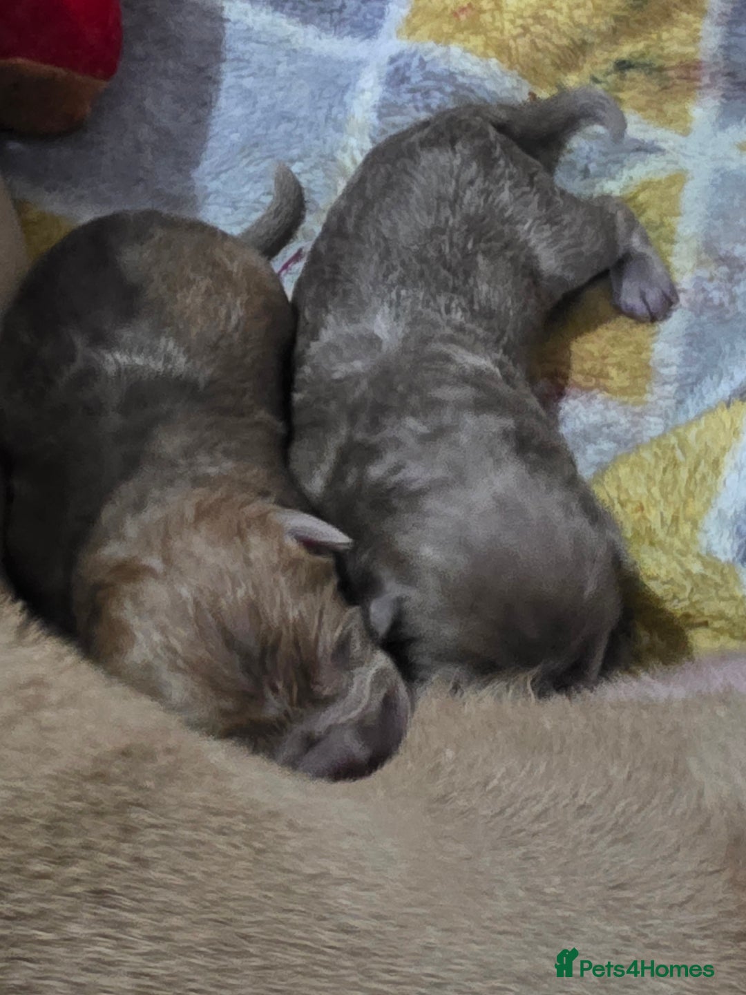 Shar Pei dogs for sale: Blue dilute shar pei boy  - Image 5