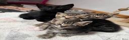 Domestic Shorthair cats for sale: Kittens in Huntly - Advert 16