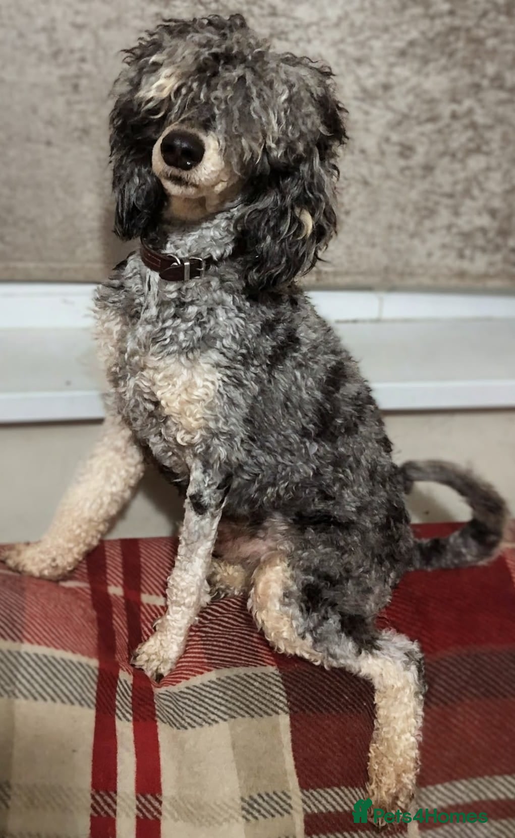 Labradoodle dogs for sale: Unique Labradoodles - Merle, Phantom, Black, Red - Advert 6