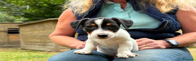 Jack Russell 1