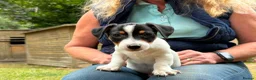 Jack Russell dogs for sale: Adorable Tri Coloured Miniature Jack Russell Pups - Advert 15
