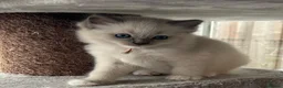 Ragdoll cats for sale: Ragdoll kittens - Ready to leave - Advert 11