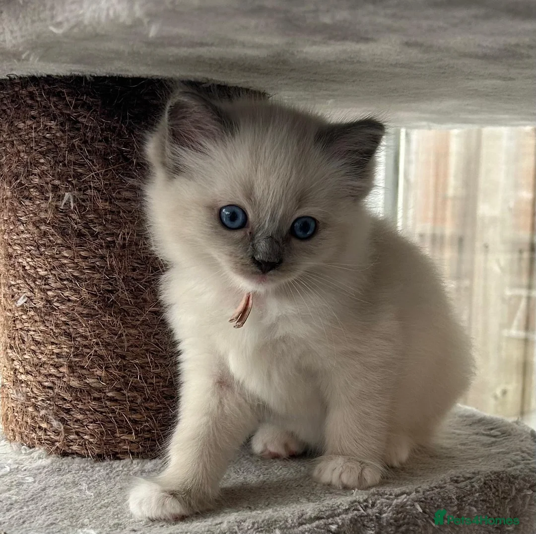 Ragdoll cats for sale: Ragdoll kittens - Ready to leave - Advert 11