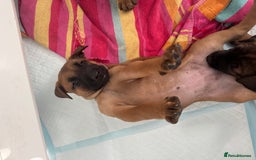 Mixed Breed dogs for sale: Herders in Godstone - Image 7