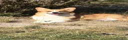 Welsh Corgi Pembroke dogs for sale: Welsh corgi (Pembroke) puppies - Advert 16
