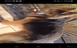 German Shepherd dogs for stud: German shepherd  - Image 5