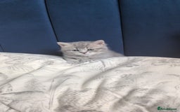 British Shorthair cats for sale: Beautiful British Shorthair girls – Ready Now! - Image 12