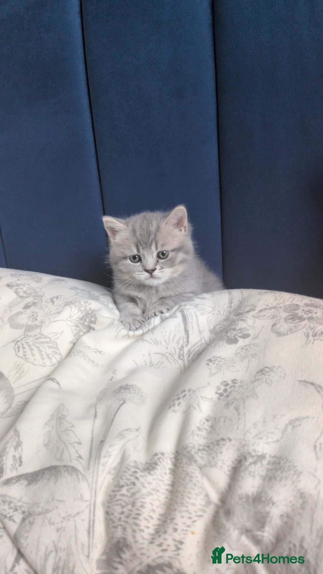 British Shorthair cats for sale: Beautiful British Shorthair girls – Ready Now! - Image 12