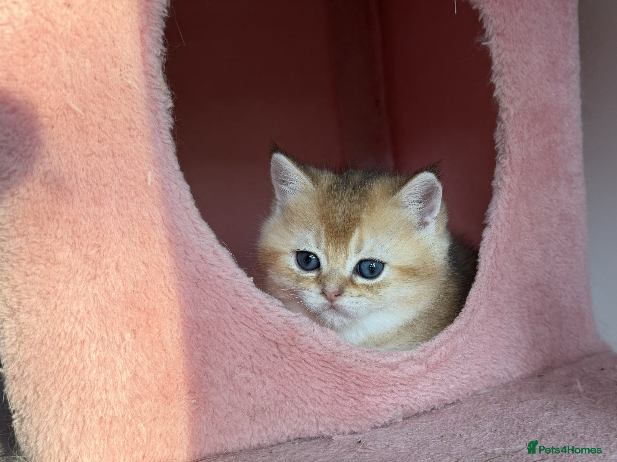 British Shorthair cats for sale: Stunning British shorthair & Longhair kittens - Advert 11