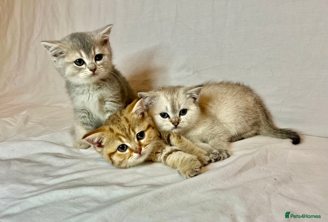British Shorthair cats for sale: PUREBRED BSH KITTENS SOLD - Image 19