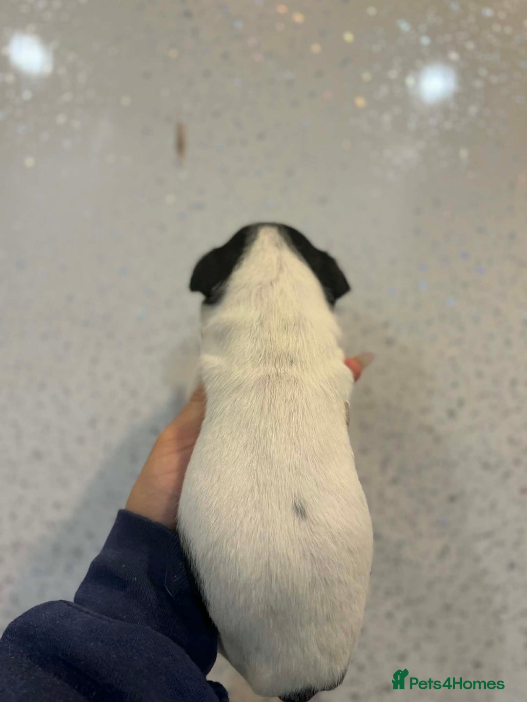 Jack Russell dogs for sale: Jack Russell puppies  - Advert 6