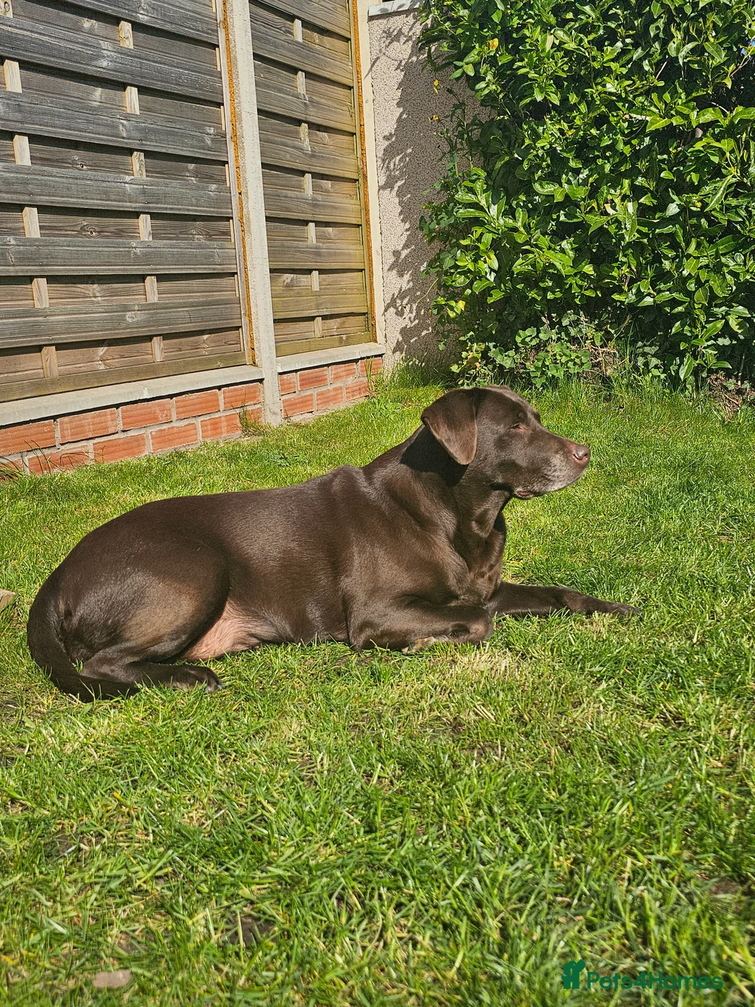 Labrador Retriever dogs for sale: Chocolate labrador retriever  - Advert 1