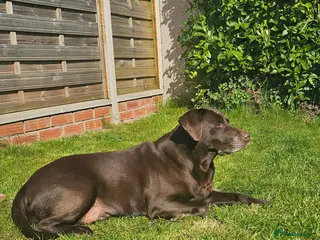 Labrador Retriever dogs Chocolate labrador retriever - Advert 2