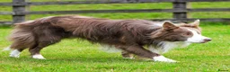 Border Collie dogs for stud: Exceptional Lilac & White DNA clear Border Collie in Saint Asaph - Advert 5