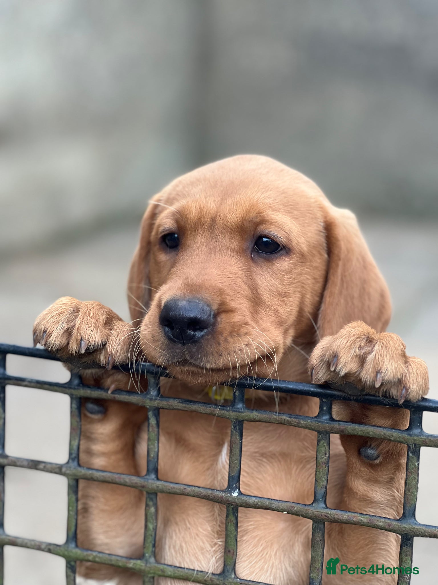 Labrador Retriever dogs for sale: Stunning Fox Red Labrador pups for sale - Advert 14