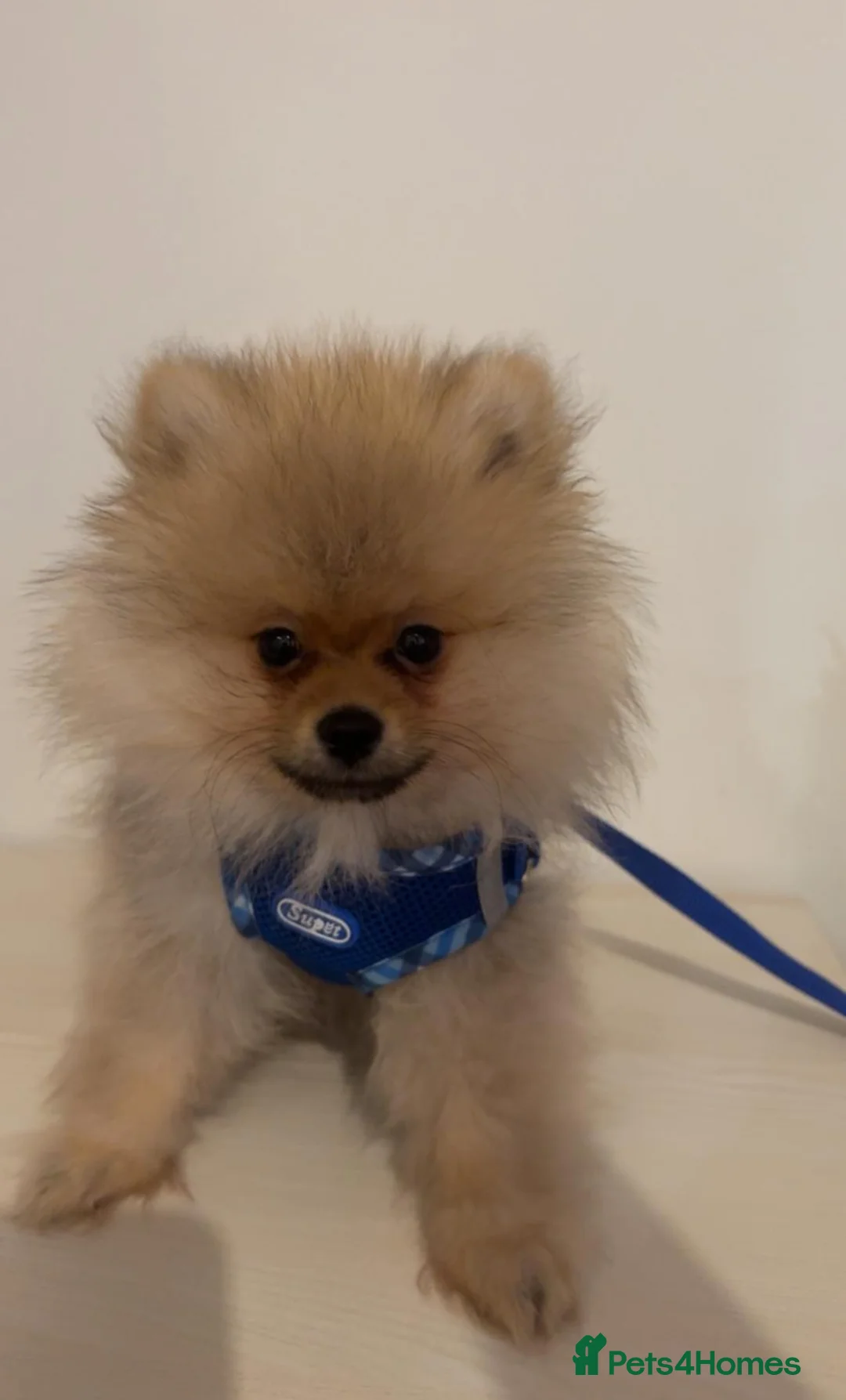 Pomeranian dogs for sale: Pomeranian puppy  - Advert 2
