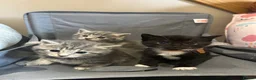 Mixed Breed cats for sale: Beautiful kittens for sale - Advert 3